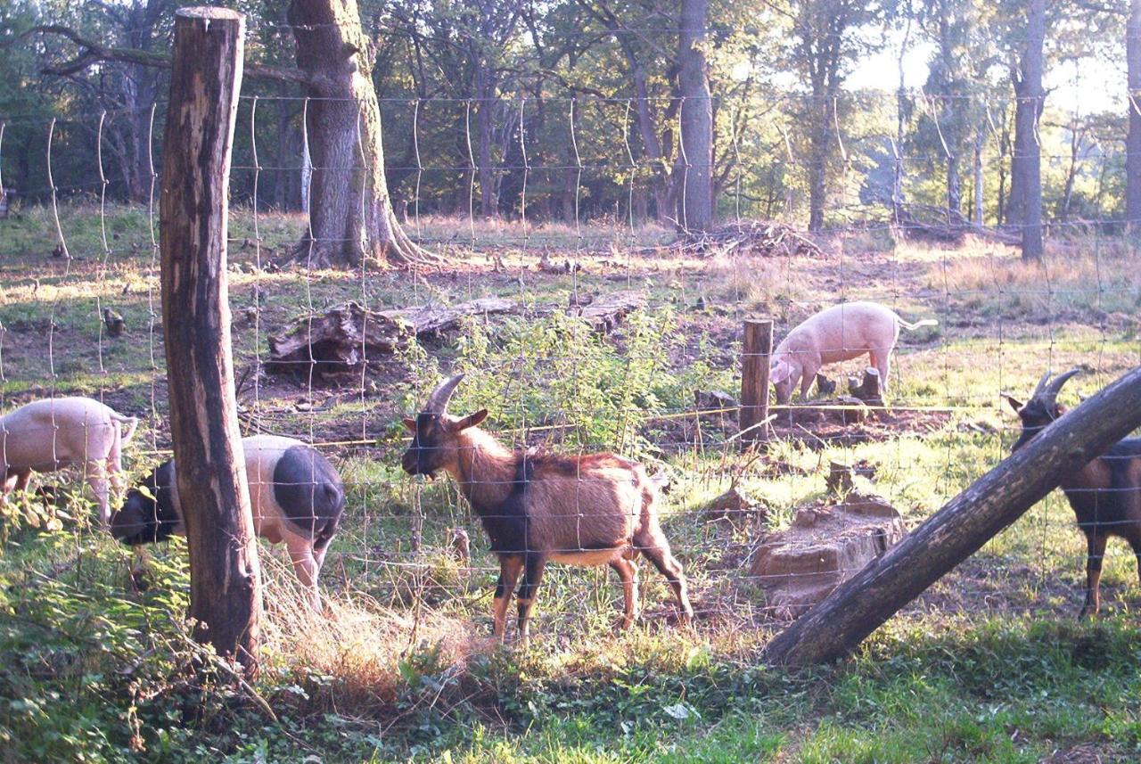 Ferienwohnungen Stricker Harz Walkenried Exterior foto